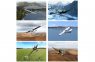 Phoenix R/C Pro Simulator Version 5.0 (лицензионный)