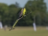 Goblin 420 Yellow/Black (with 420mm Thunder Bolt Main Blades)